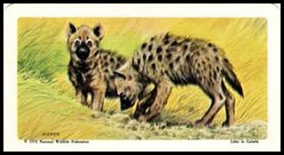 72BBATY 27 Spotted Hyena